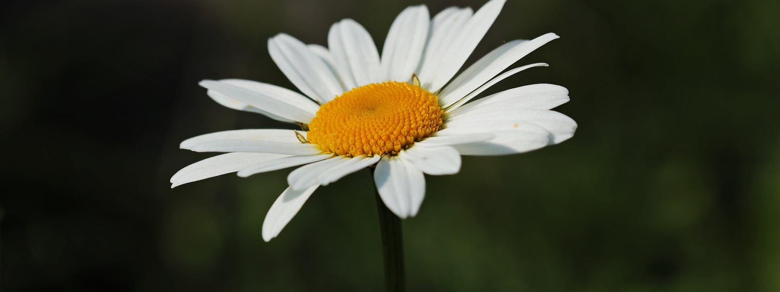 image of a daisy (flower)