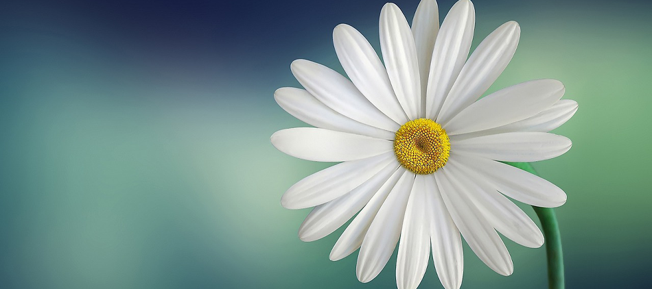 Image of a daisy (flower)